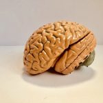 A Brain model